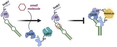 Live cell screening to identify RNA-binding small molecule inhibitors of the pre-let-7–Lin28 RNA–protein interaction†