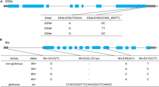 Effect and identification of different allele combinations of SSIIa and Wx on rice eating and cooking quality