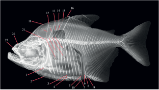 A New Species of Piranha (Serrasalmus, Serrasalmidae) from the Upper Madeira River System, Amazon Basin, Bolivia