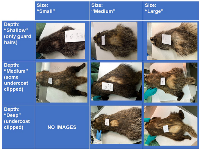 Performance of fur clips and livestock markers for identifying vaccinated badgers