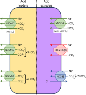 The role of Na<sup>+</sup>-coupled bicarbonate transporters (NCBT) in health and disease.