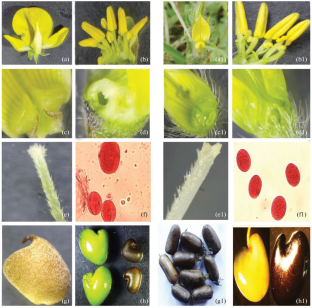 Heteranthery and Its Comparative Imputation in Two Wild Species of Crotalaria L.