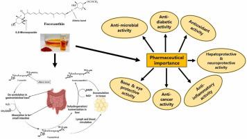 A systematic review of fucoxanthin as a promising bioactive compound in drug development