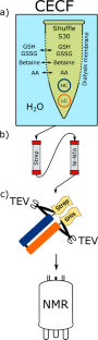 Enabling site-specific NMR investigations of therapeutic Fab using a cell-free based isotopic labeling approach: application to anti-LAMP1 Fab