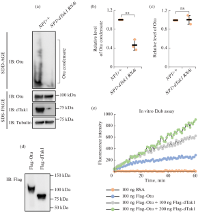 Drosophila Tak1 Mediates the Condensation and Deubiquitinase Activity of Otu in a Kinase-Independent Manner