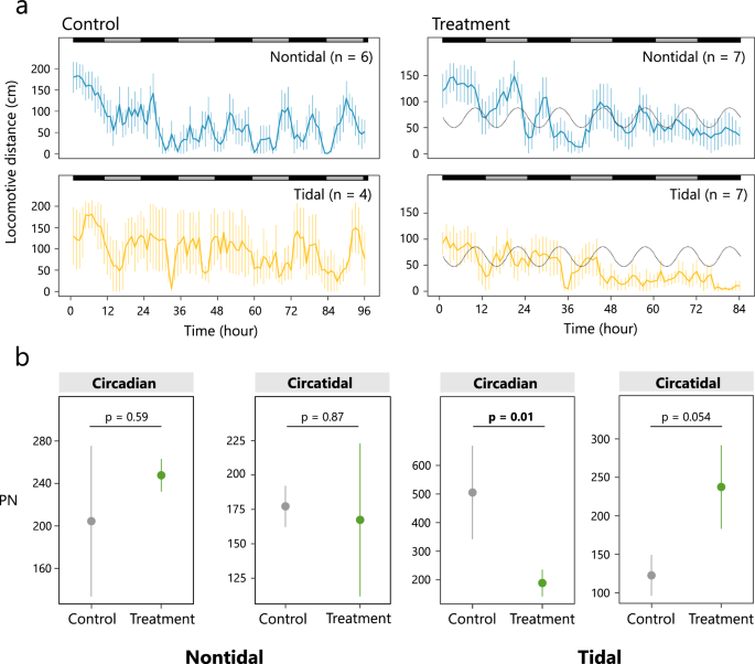 Plasticity of circadian and circatidal rhythms in activity and transcriptomic dynamics in a freshwater snail