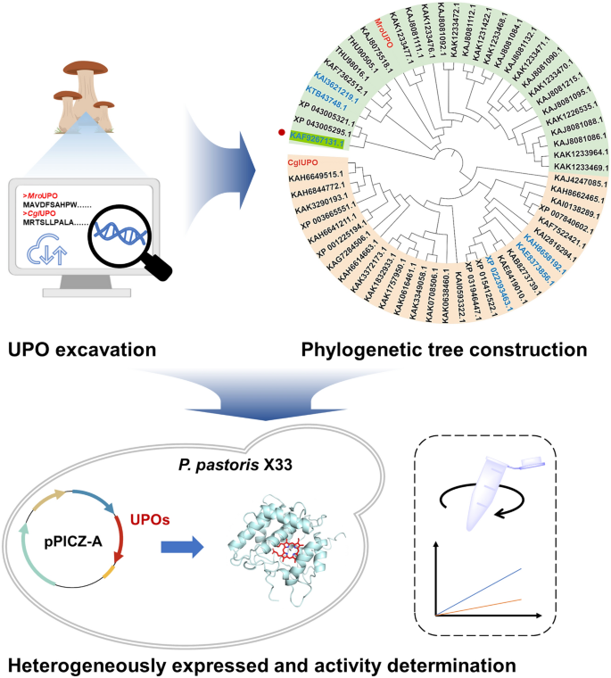 Identification, heterologous expression and characterization of a new unspecific peroxygenase from Marasmius fiardii PR-910