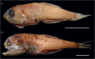 First Record of Margrethia valentinae (Gonostomatidae) in the Western South Atlantic, with Remarks on the Taxonomy and Distribution of the Genus Margrethia