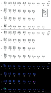 Cytogenetic Analysis of Sturisoma barbatum (Loricariidae): New Inferences about Karyotypic Diversification of Sturisoma