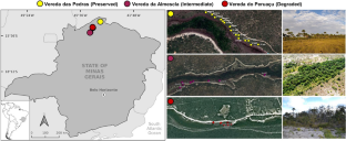 Individual-based plant‐visitor networks in Brazilian palm swamps under different dryness levels