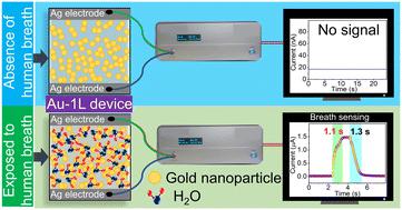 Flexible & transparent breath sensor and conducting electrodes based on a highly interconnected Au nanoparticle network†