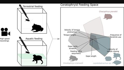 Prey capture kinematics of horned frogs (Anura: Ceratophryidae)