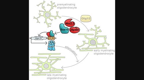 The myelination-associated G protein-coupled receptor 37 is regulated by Zfp488, Nkx2.2, and Sox10 during oligodendrocyte differentiation