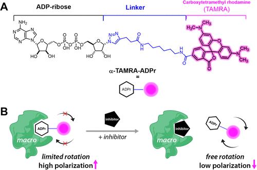 Correction to “A Fluorescence Polarization Assay for Macrodomains Facilitates the Identification of Potent Inhibitors of the SARS-CoV-2 Macrodomain”