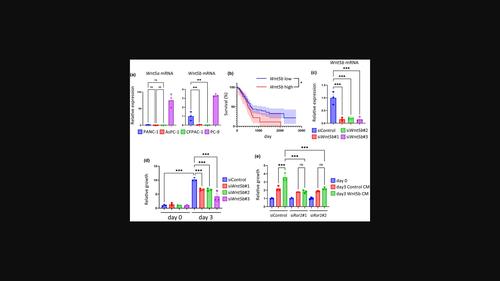 Role of Wnt5b-Ror1 signaling in the proliferation of pancreatic ductal adenocarcinoma cells