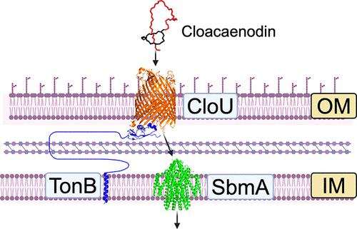 Antimicrobial Lasso Peptide Cloacaenodin Utilizes a Unique TonB-Dependent Transporter to Access Susceptible Bacteria