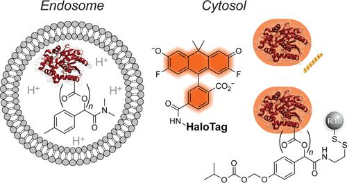 Evaluation of the Cytosolic Uptake of HaloTag Using a pH-Sensitive Dye