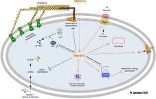 Complete genome sequence and transcriptome response to vitamin C supplementation of Novacetimonas hansenii SI1 - producer of highly-stretchable cellulose