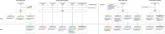 Heterologous cAd3-Ebola and MVA-EbolaZ vaccines are safe and immunogenic in US and Uganda phase 1/1b trials