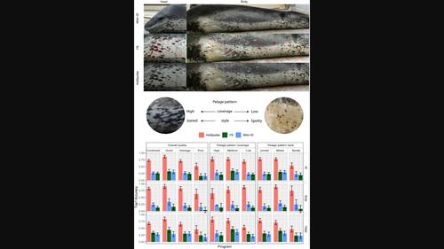 Evaluating the performance of semiautomated photographic identification programs for leopard seals