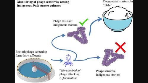 Selection of robust starters from household dahi and assessment of their sensitivity to bacteriophage isolated from dairy effluents