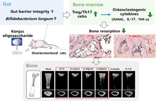 Konjac Oligosaccharides Alleviated Ovariectomy-Induced Bone Loss through Gut Microbiota Modulation and Treg/Th17 Regulation