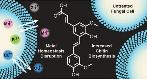 Poacic Acid, a Plant-Derived Stilbenoid, Augments Cell Wall Chitin Production, but Its Antifungal Activity Is Hindered by This Polysaccharide and by Fungal Essential Metals