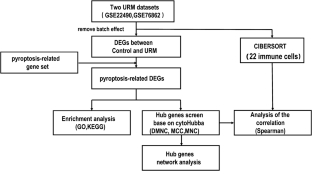 Pyroptosis is involved in the immune microenvironment regulation of unexplained recurrent miscarriage.