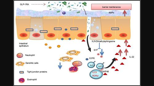 GLP-1 receptor agonists alleviate colonic inflammation by modulating intestinal microbiota and the function of group 3 innate lymphoid cells