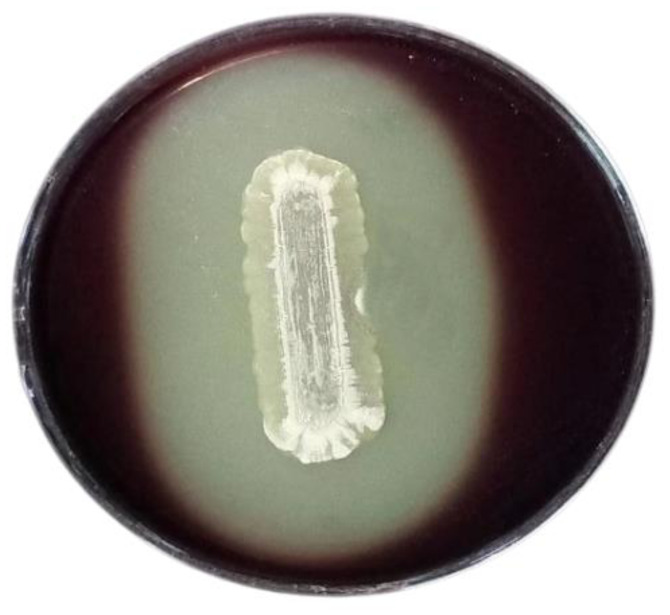 <i>Nocardiopsis synnemataformans</i> NBRM9, an extremophilic actinomycete producing extremozyme cellulase, using lignocellulosic agro-wastes and its biotechnological applications.