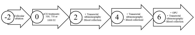 Comparison of superstimulatory protocols with different doses of eCG on ovarian response and oocyte recovery by follicular aspiration in llamas (<i>Lama glama</i>).