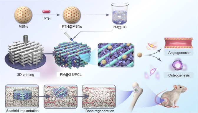Meticulously engineered three-dimensional-printed scaffold with microarchitecture and controlled peptide release for enhanced bone regeneration.