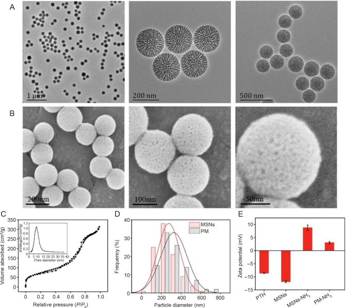 Meticulously engineered three-dimensional-printed scaffold with microarchitecture and controlled peptide release for enhanced bone regeneration.