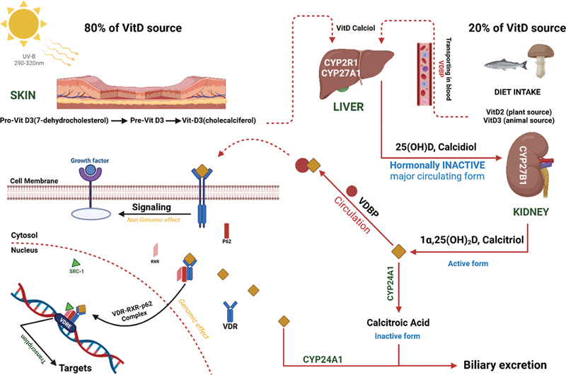The Relationship between <i>VDR</i> Gene Polymorphisms <i>Bsm1</i> and <i>Apa1</i> with Breast Cancer Risk.