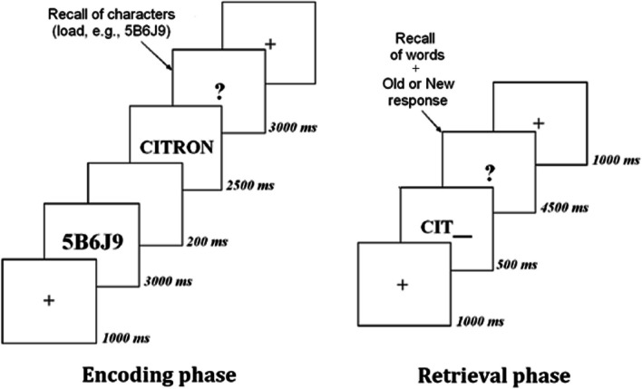 Protective effects of physical activity on episodic memory during aging are explained by executive functioning.