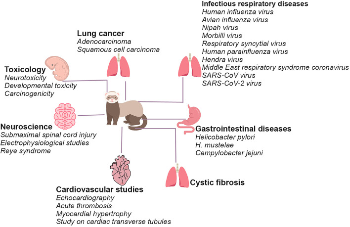 Care, management, and use of ferrets in biomedical research.