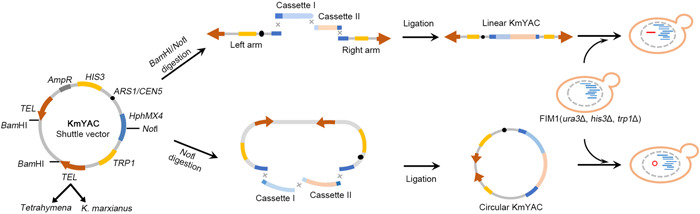 Transfer of disulfide bond formation modules via yeast artificial chromosomes promotes the expression of heterologous proteins in <i>Kluyveromyces marxianus</i>.