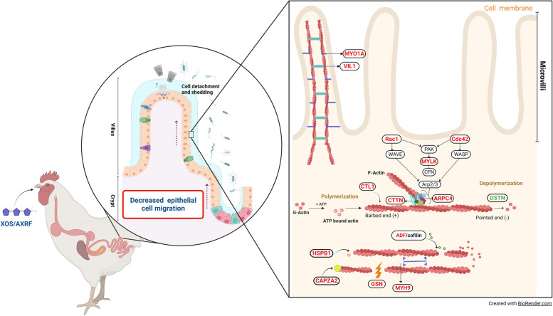 Dietary xylo-oligosaccharides and arabinoxylans improved growth efficiency by reducing gut epithelial cell turnover in broiler chickens.