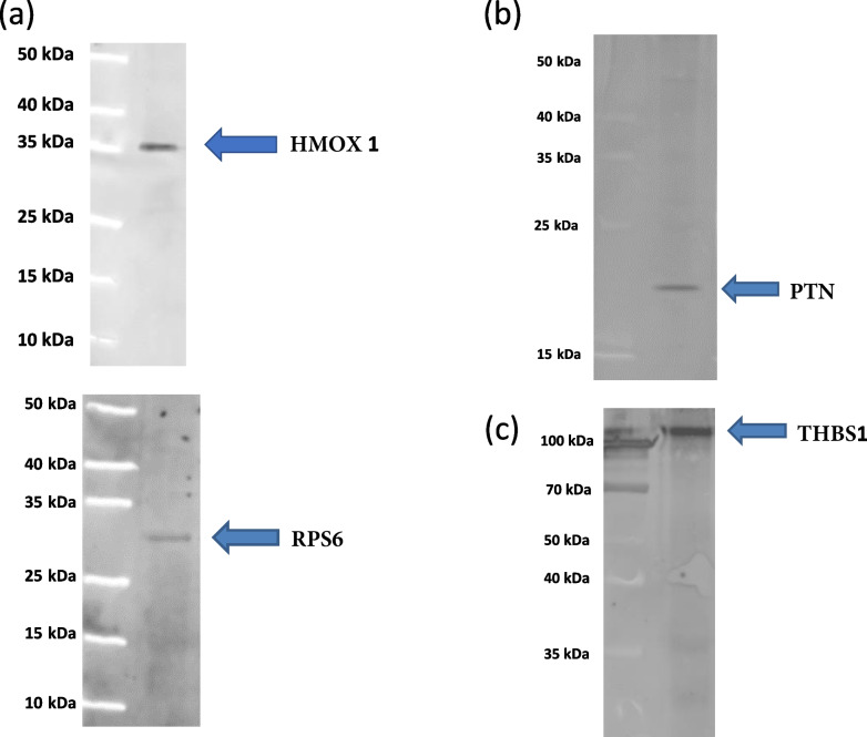 In-depth proteome characterization of endometrium and extraembryonic membranes during implantation in pig.