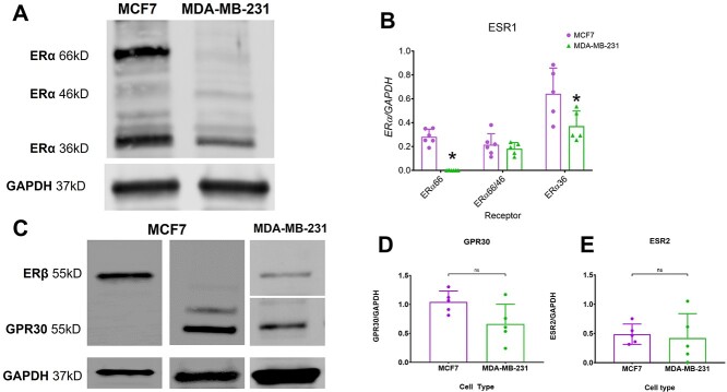 Estradiol induces bone osteolysis in triple-negative breast cancer via its membrane-associated receptor ERα36.