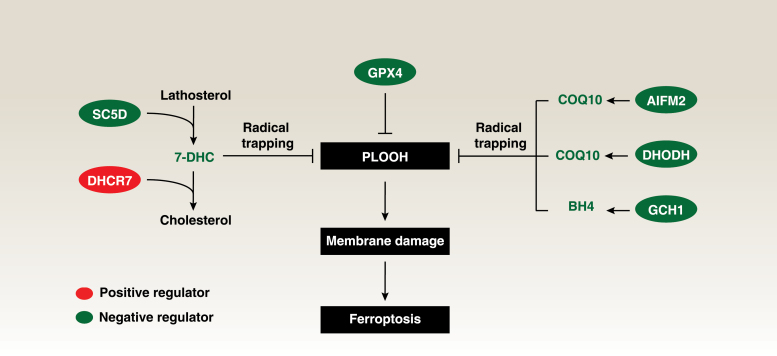 Lipid-derived radical-trapping antioxidants suppress ferroptosis.
