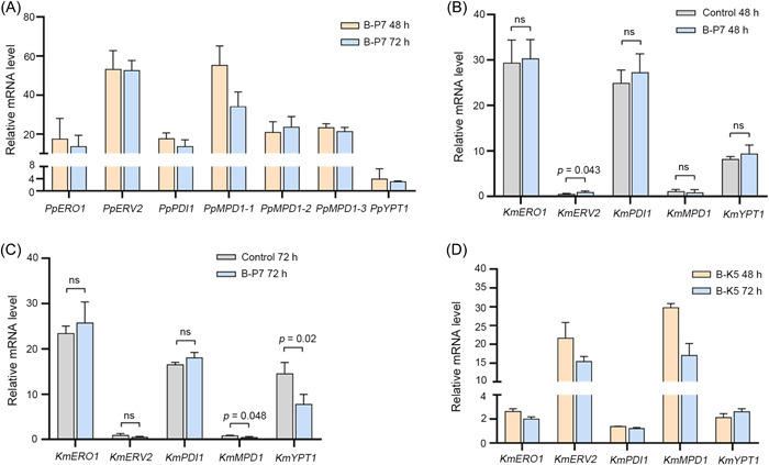 Transfer of disulfide bond formation modules via yeast artificial chromosomes promotes the expression of heterologous proteins in <i>Kluyveromyces marxianus</i>.