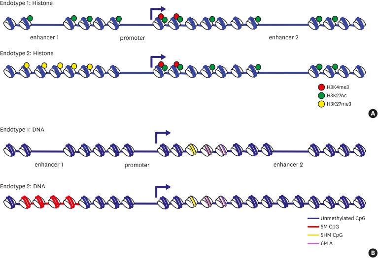 Epigenetic Approaches to Identifying Asthma Endotypes.