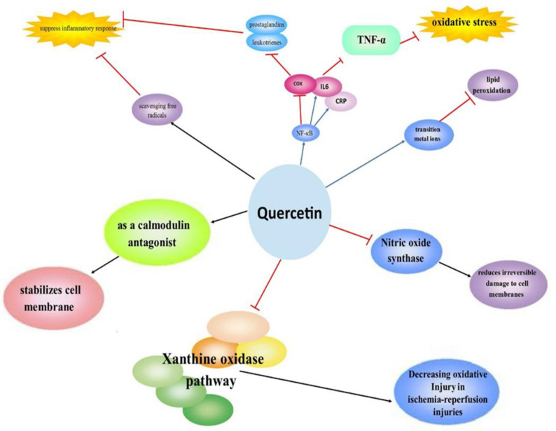 Quercetin may reduce the risk of developing the symptoms of COVID-19.