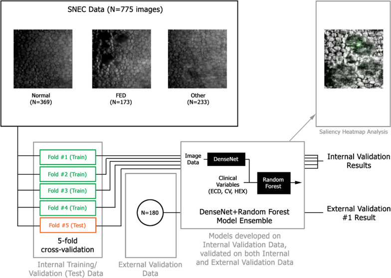 Deep learning for detection of Fuchs endothelial dystrophy from widefield specular microscopy imaging: a pilot study.