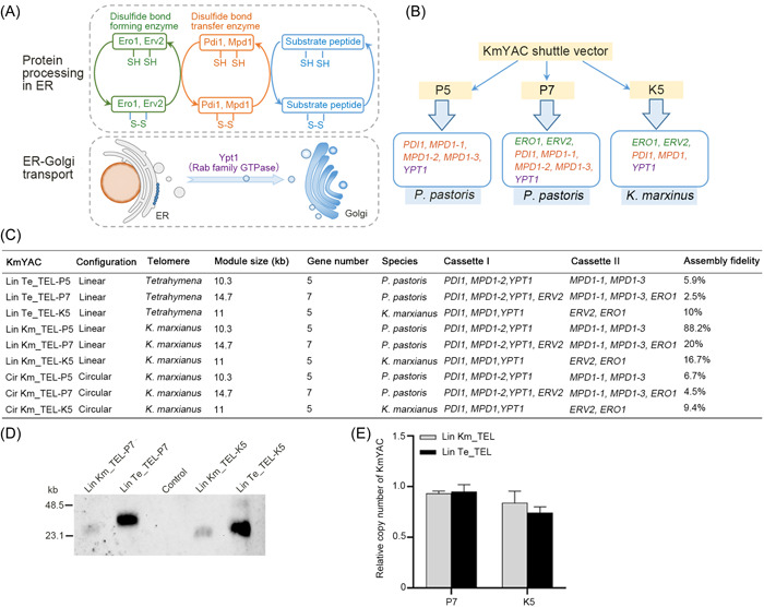 Transfer of disulfide bond formation modules via yeast artificial chromosomes promotes the expression of heterologous proteins in <i>Kluyveromyces marxianus</i>.