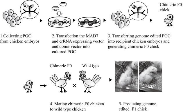 Cas12a and MAD7, genome editing tools for breeding.