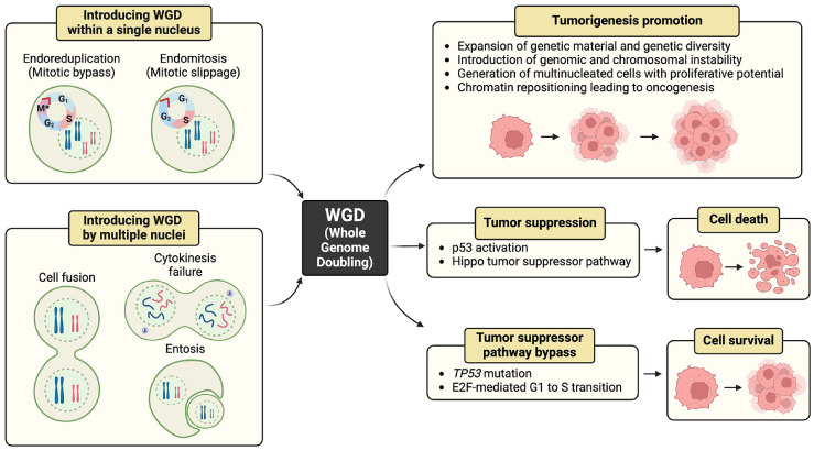 Whole-genome doubling is a double-edged sword: the heterogeneous role of whole-genome doubling in various cancer types.