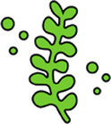 Genome editing in macroalgae: advances and challenges.