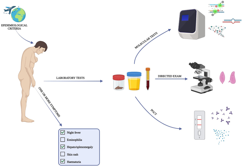 Insights into the epidemiology, pathogenesis, and differential diagnosis of schistosomiasis.